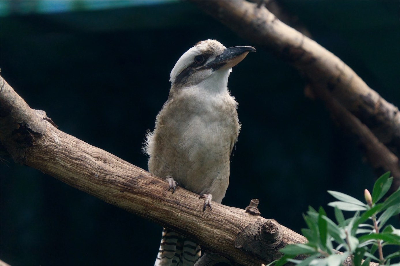 Kookaburra 0320